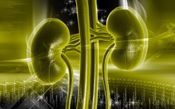 Digital illustration of kidney in colour background