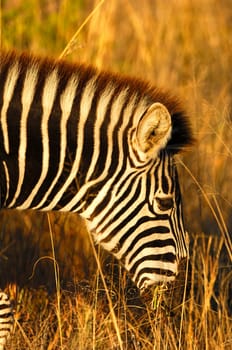 Steppe Zebra,South Africa