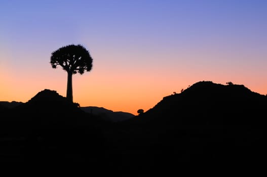 Quiver tree,Aloe pilansii,backlit at sunrise in Namakwaland,South Africa