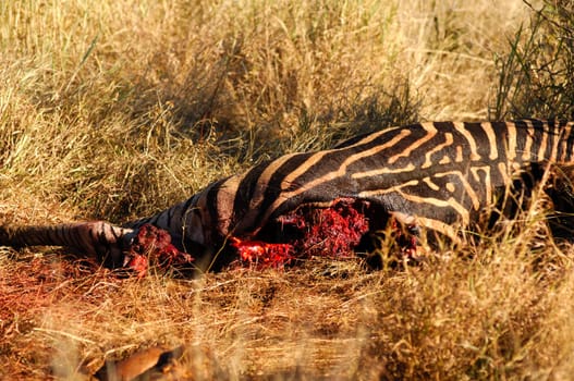 Prey,zebra torn by lions with bloody crack,South Africa