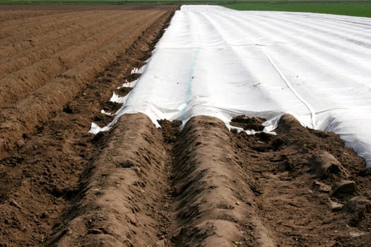 Asparagus field with tarpaulin in spring in Hesse