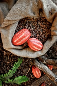 Cocoa Beans and Cocoa Fruits in a jute bag