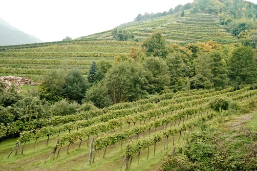 Vineyard in Wachau, a beautiful district in Austria