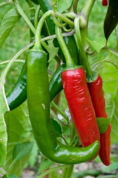 Red and green Chilies on the Bush