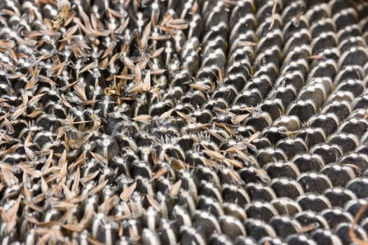 image of a madure sunflower where seeds can be seen