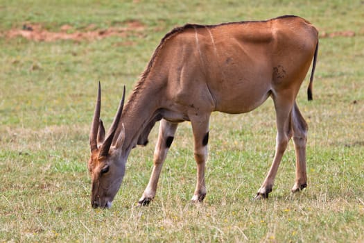 Eland, taurotragus oryx grazing in a wild life park