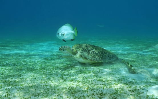 Encounter of a sea turtle with a batfish