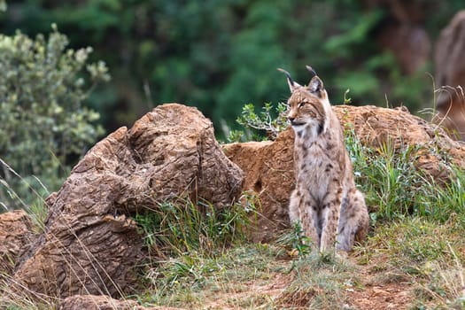 Eurasian lynx in a wild life park