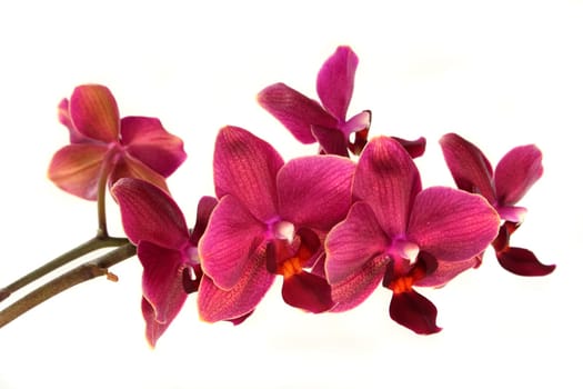 an orchid blossom against a white background