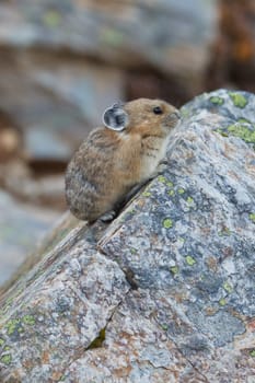 American Pika, ochotona princeps, Banff National Park, Alberta, Canada