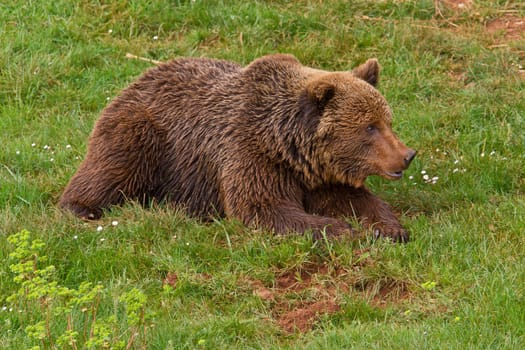 One brown bear, ursus arctos resting on the grass