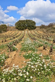 Fields of vineyards in La Rioja, Spain