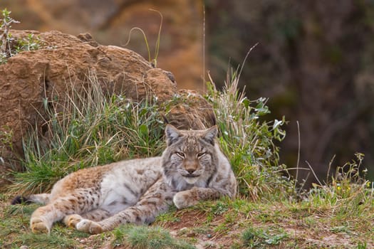 Two eurasian lynxes in a wild life park