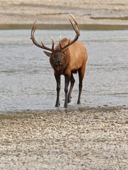 Bull elk, cervus canadensis in Athabasca River, Jasper National Park, Alberta, Canada