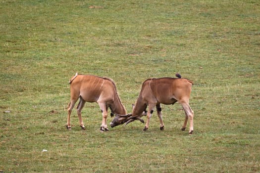 Two eland, taurotragus oryx fighting in a wild life park