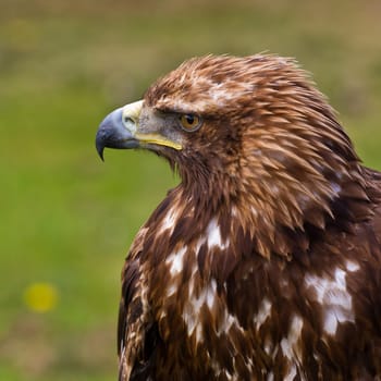 Golden eagle, aquila chrysaetos portrait. Background blurred