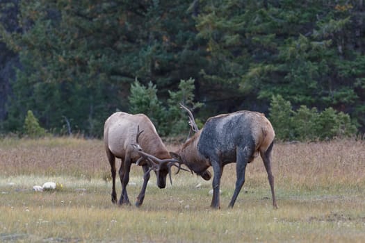 Bull Elks fighting, Jasper National Park, Canada