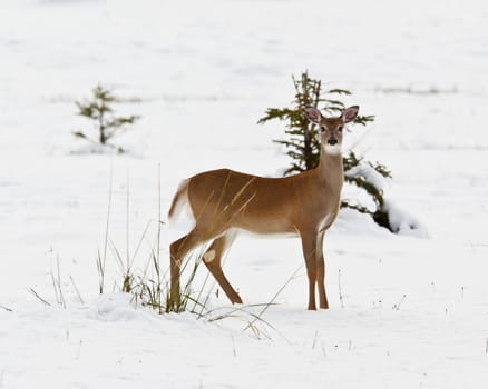 White-tailed deer, odocoileus virginianus in the snow, Banff National Park, Alberta, Canada