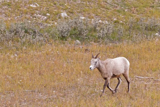 Bighorn sheep, ovis canadensis in Jasper National Park, Alberta, Canada