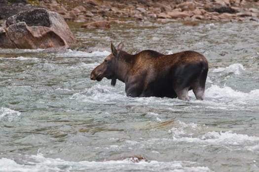 Female moose, alces alces, crossing Medicine River, Jasper National Park, Alberta, Canada