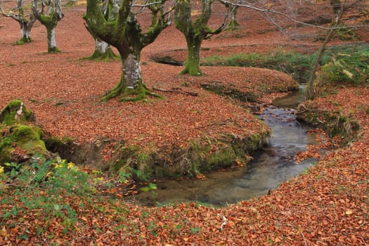 The falling leaves colors the autumn season in the forest. Otzarreta, Bizkaia, Spain