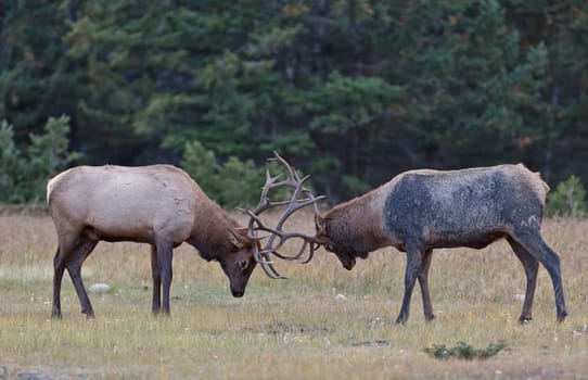 Bull Elks fighting, Jasper National Park, Canada