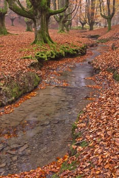 The falling leaves colors the autumn season in the forest. Otzarreta, Bizkaia, Spain