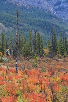 Pines in Moberly Flats, Jasper National Park, Alberta, Canada