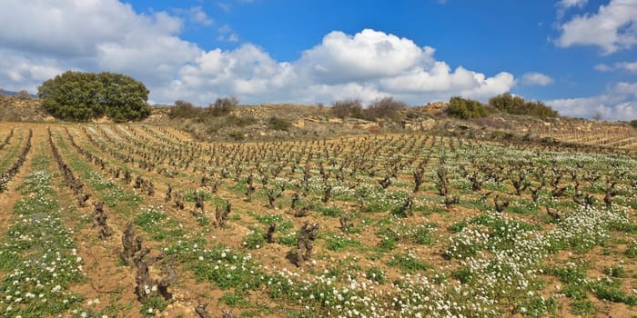 Fields of vineyards in La Rioja, Spain