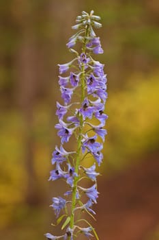 Flower in Lake Louise, Banff National Park, Canadian Rockies, Alberta, Canada