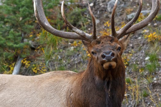 Bull elk, cervus canadensis, in Jasper National Park, Alberta, Canada