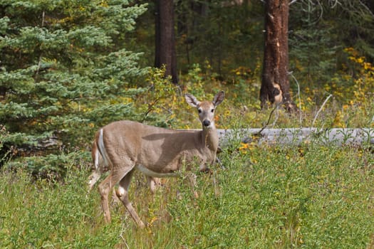 White-tailed deer, odocoileus virginianus in Kootenay National Park, Alberta, Canada
