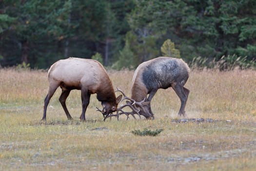 Bull Elks fighting, Jasper National Park, Canada