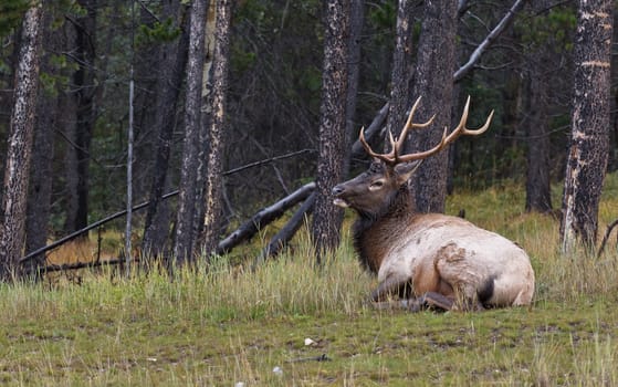 Bull elk resting in the grass, Banff National Park, Alberta, Canada