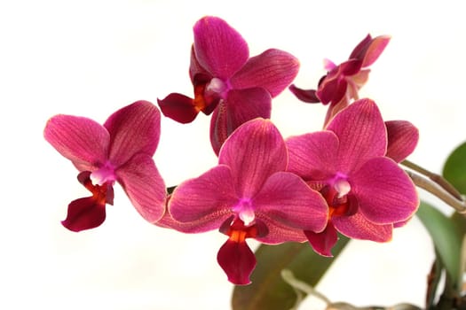 an orchid blossom against a white background