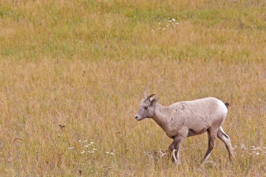 Bighorn sheep, ovis canadensis in Jasper National Park, Alberta, Canada