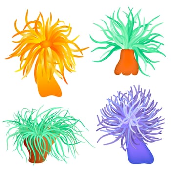 Illustration of the sea anemone - sea flower