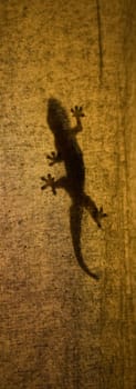 gecko