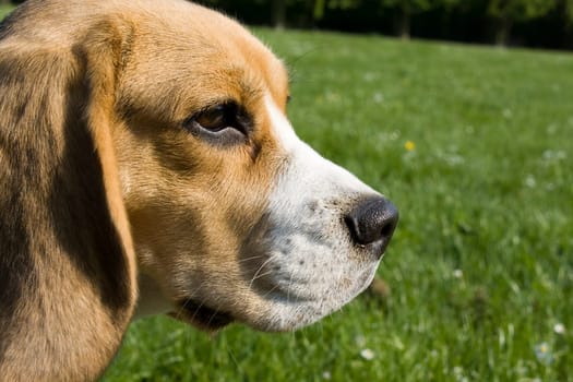 brown white black covered beagle playing on green grass