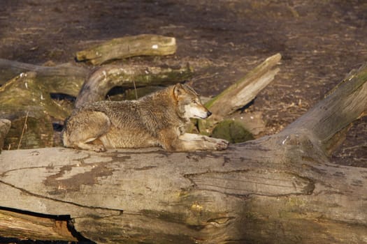 Eurasian wolf