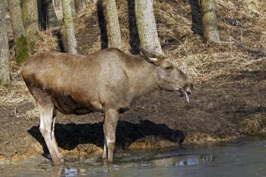 Elk
