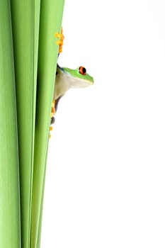 frog on plant - clinging to narrow leaves and looking to side - isolated on solid white.