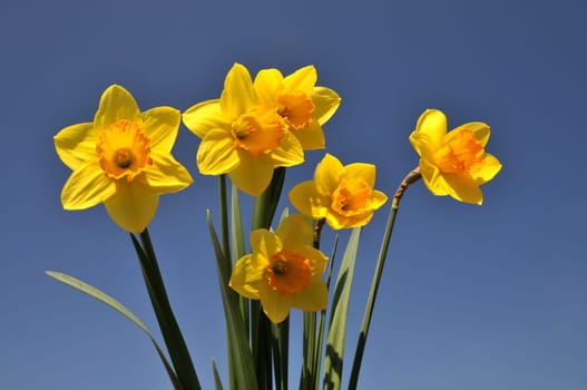 Daffodils