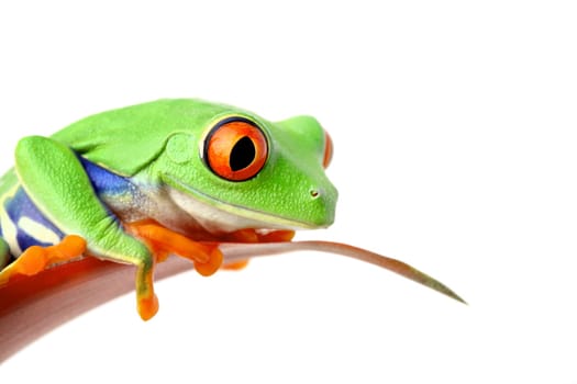 frog sitting on a leaf looking down - isolated on white