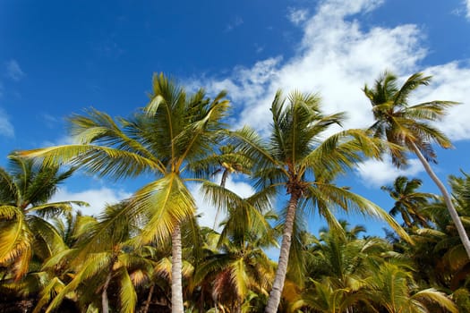 palms
