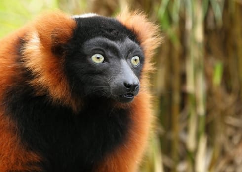 Red Vari