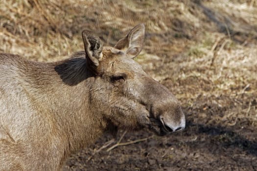 Elk