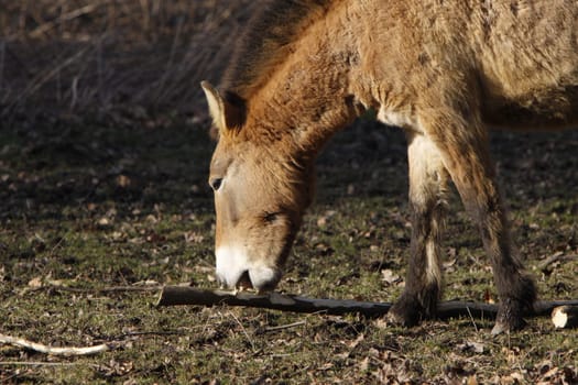 Asian wild horse