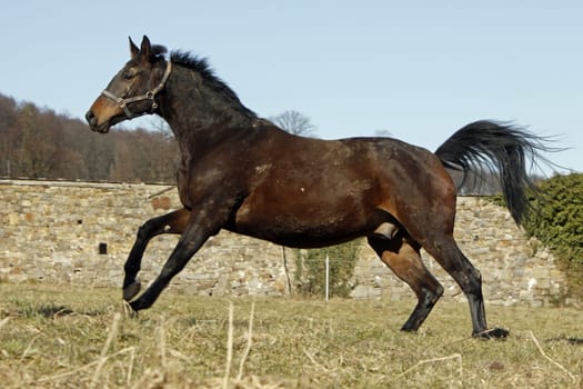 Galloping Trakehner