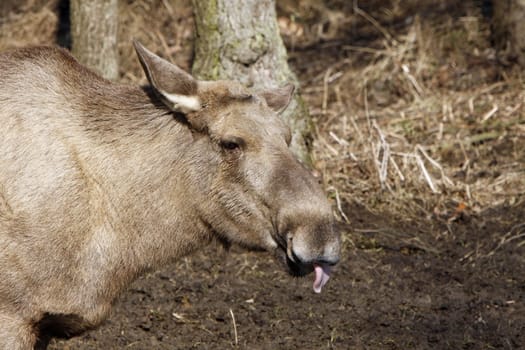 Elk
